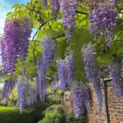 When are the best times for pruning my wisteria plant?