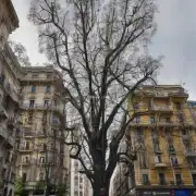 如何避免米兰树皮层变薄现象的发展？