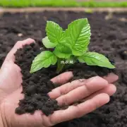 如果您想增加植物对营养物质的需求量如叶绿素而减少其对外部刺激物的要求吗？