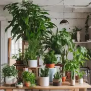 什么是室内植物？它们有什么作用和好处吗？
