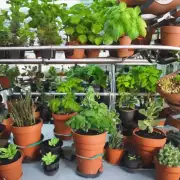 什么是最适合室内种植的小型植物？