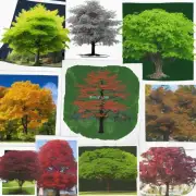 有哪些常见的富贵树品种以及它们的特点是什么？