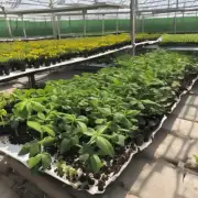 如何为这些植物提供足够的阳光和其他必要的条件以确保它们健康成长并开花结果呢？