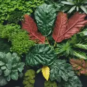 君子兰和其他常见的室内观叶植物相比有哪些特点或优势呢？