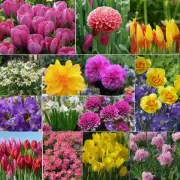 对于想要为花园增添一些色彩的人来说，什么样的花朵最好用于春季种植？