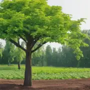 哪些肥料适合用于富贵树？