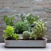 什么类型的植物适合使用陶瓷或塑料容器？