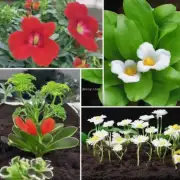 你知道哪些肥料对这种植物有益处并有助于促进其健康成长和花朵绽放吗？