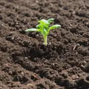 我是否应该等待土壤温度达到何种程度才进行播种？