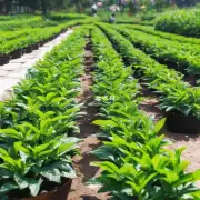 什么是最好的肥料和灌溉方法来帮助茶花生长得更快？