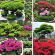 在中国园林中，有哪些植物被广泛用于装饰和美化？