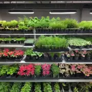 如何选择适合你的室内环境和需求的植物呢？