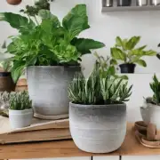 如果你想要一盆这样的植物放在家里作为装饰品，你能推荐一个适合的地方放置它们吗？