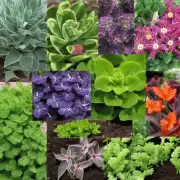 哪些类型的植物需要特定的肥料来保持健康生长状态？
