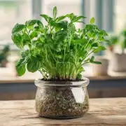 如何在室内环境中种植草本植物？