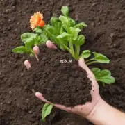 你认为最好的方法是使用哪种类型的土壤来种植花卉和蔬菜？