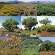 如何为不同的地区选择适合当地生态系统的不同种类的植被类型？