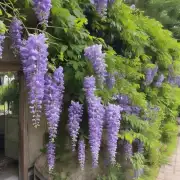 Will pruning my wisteria plant affect its blooming?