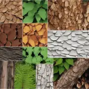 如何区分不同类型的树皮、叶片和其他部分之间的区别以及它们在生态系统中的作用吗？