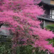 一般而言，竹子在什么季节开花？
