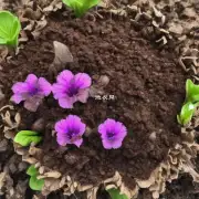 植物学家们通常使用哪种类型的土壤来培养花卉？