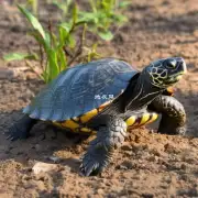什么时间是龟背竹的最佳生长季节？