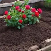 种植玫瑰时应该使用什么样的土壤？