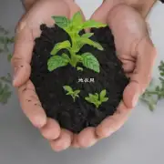 如果你是一个初学者或者对室内种植没有经验的人士的话你会选择哪种类型的肥料来给你的小盆栽提供最佳的成长环境？
