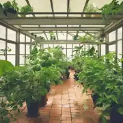 在室内种植什么样的植物能够有效驱除蚊子？