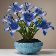 蓝石莲与哪些植物搭配起来比较好看？