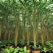 我是否应该在水培中培育金钱树而不是传统盆栽植物栽培方式中的生长条件更好吗？