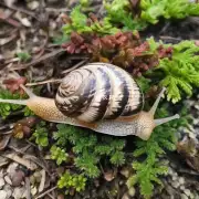 为什么有些植物被认为对蜗牛具有吸引力而另一些则不会呢？