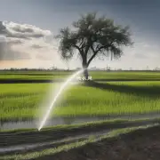怎样正确地浇水给尿素盆景？