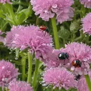怎样才能防止害虫侵害花卉？