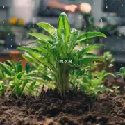 那么如果一个植物生长环境是土壤湿润但不是过度潮湿的情况下呢？它会喜欢多湿一些还是少一点水分呢？