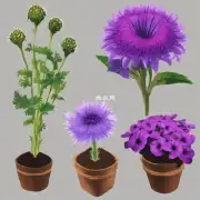 对于想要繁殖紫荆花的人来说有哪些合适的选择作为种子来源以及培育幼苗的方法？