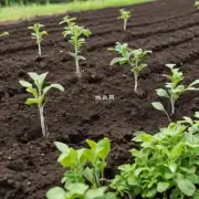 在移植到新土壤中的时候需要注意哪些方面来确保成功种植?