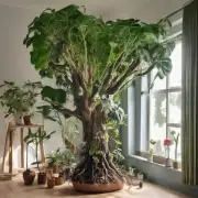 如何让室内植物的根部得到充分通风?