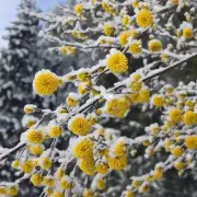 哪些花在冬天是黄色的?