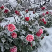 什么是霜霉病它是如何导致玫瑰花枯萎和凋谢的?