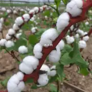 如何控制棉蚜在棉花上繁殖的现象?