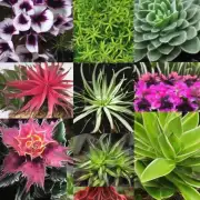 哪些植物最适合用于室内观赏?