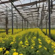如果你想要获得更多的花束数量，你需要知道如何控制荆芥植物的成长速度吗？