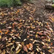 如果你在户外栽培了鸭脚木，但发现叶子上有虫害痕迹时该怎么办？你是否认为应该进行任何措施防止病态蔓延到整个植株上？