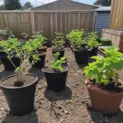 有哪些技巧可以帮助你成功地将大型植物移植到较小的空间中吗？