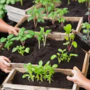 如果你打算在家里种植它们的话，你会选择哪种类型的土壤来保持健康生长状态？
