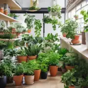 有哪些植物适合在室内种植？