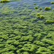 什么是浮藻？