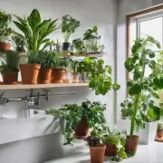 有哪些室内盆栽适合放在浴室或厨房里种植吗？
