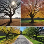 对于不同种类和品种的铁树而言，它们对阳光照射的需求程度有何区别？
